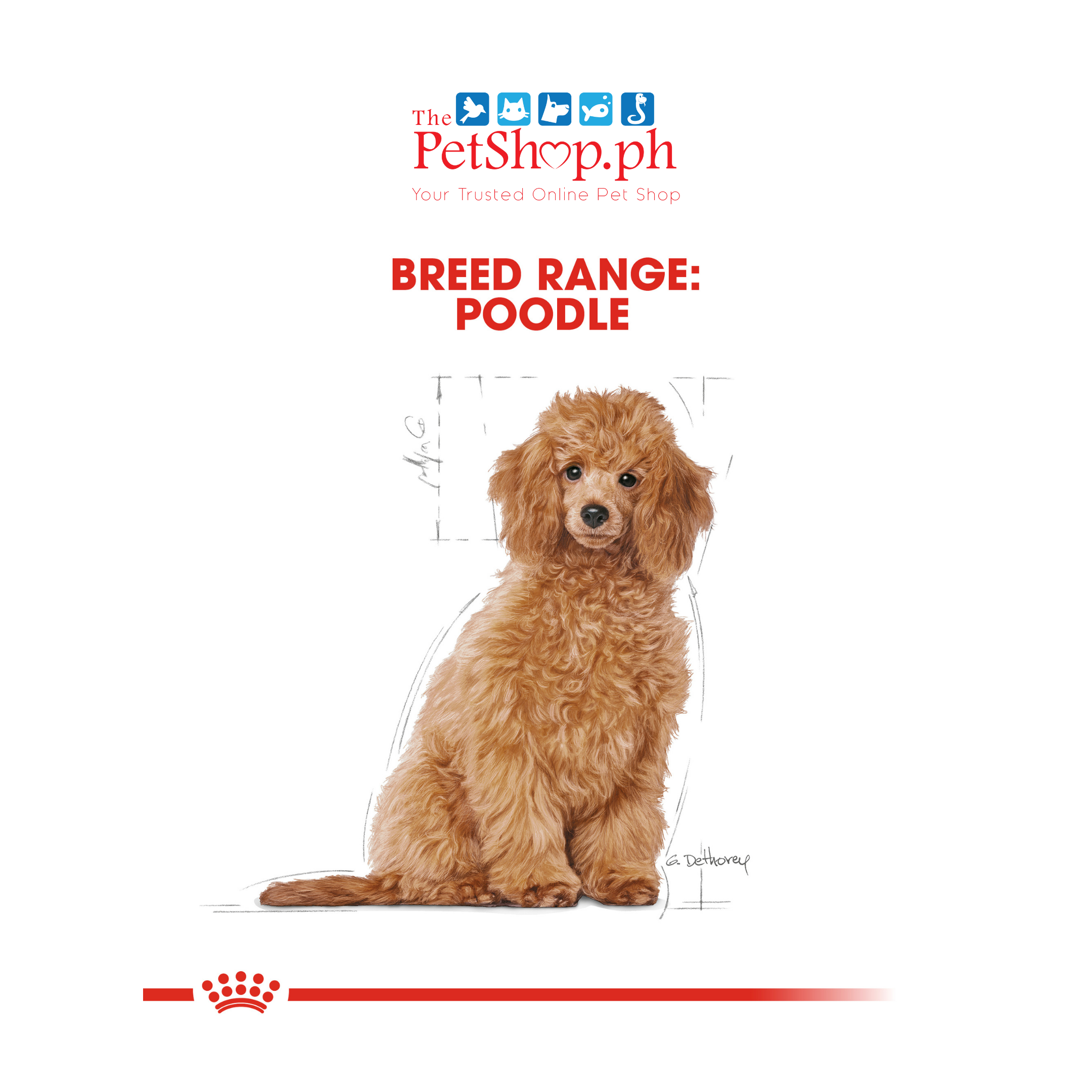 Royal Canin Poodle Puppy 500g Dry Dog Food Original Breed Health Nutrition