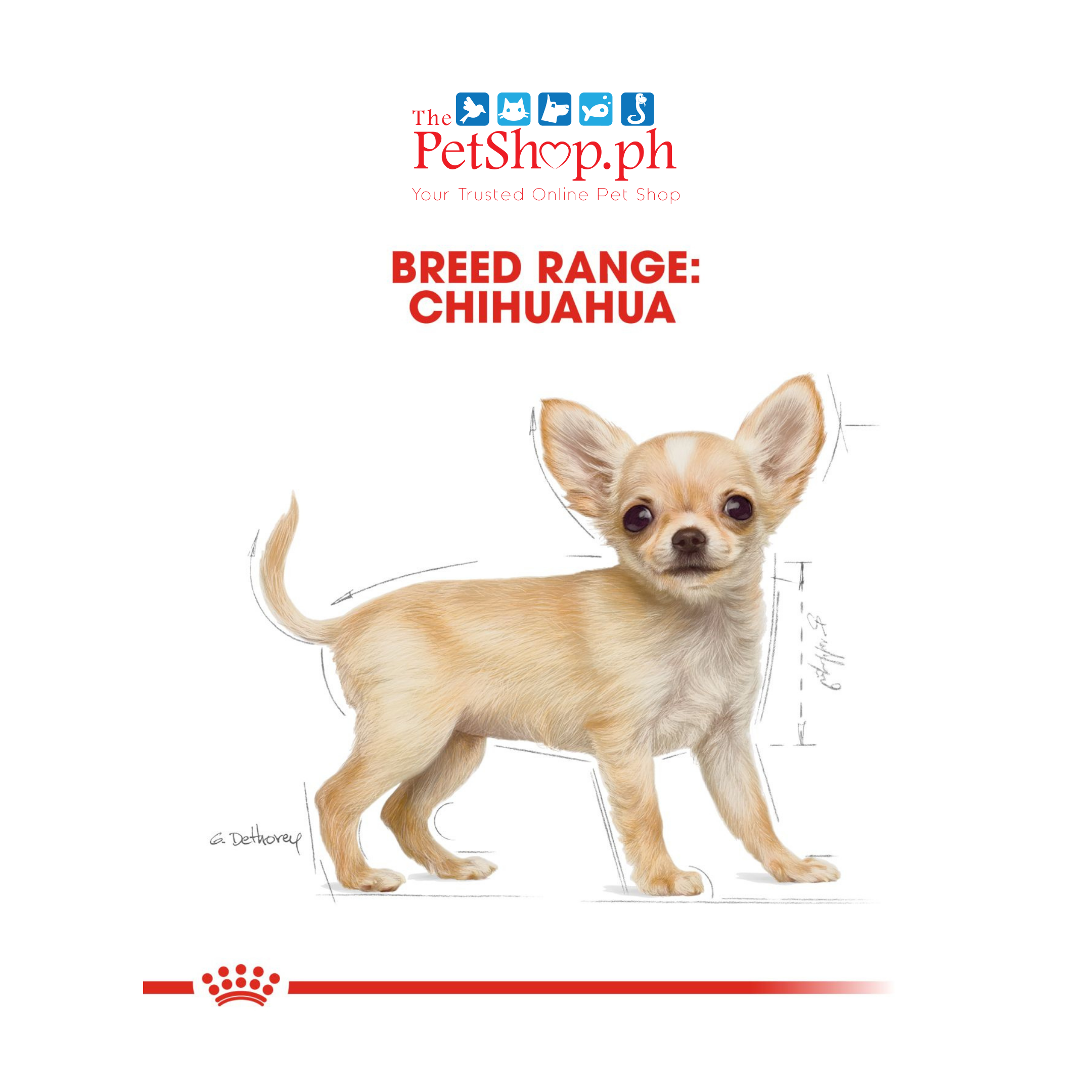 Royal Canin Chihuahua Puppy 1.5kg Dry Dog Food Breed Health Nutrition