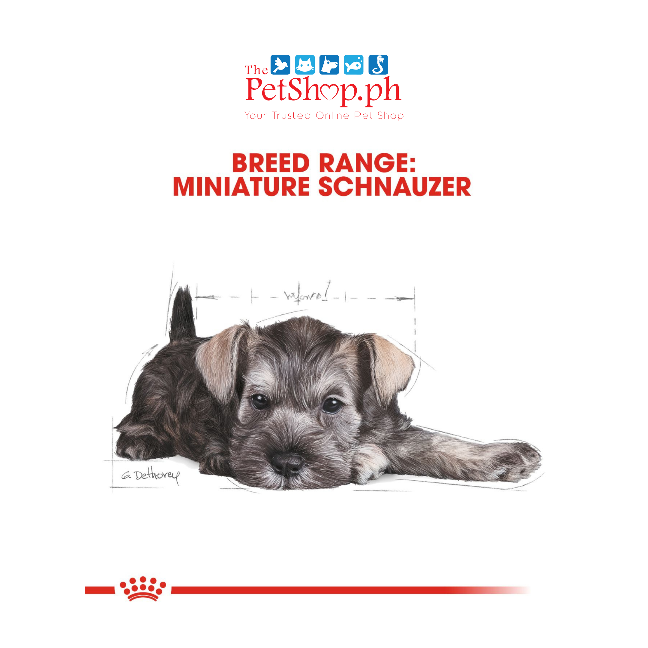 Royal Canin Miniature Schnauzer Puppy 1.5kg Dry Dog Food - Breed Health Nutrition