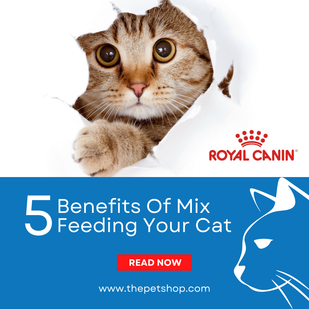 Benefits of Mix Feeding your Cat
