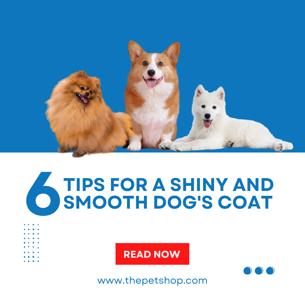 Tips for a Shiny and Smooth Dog's Coat