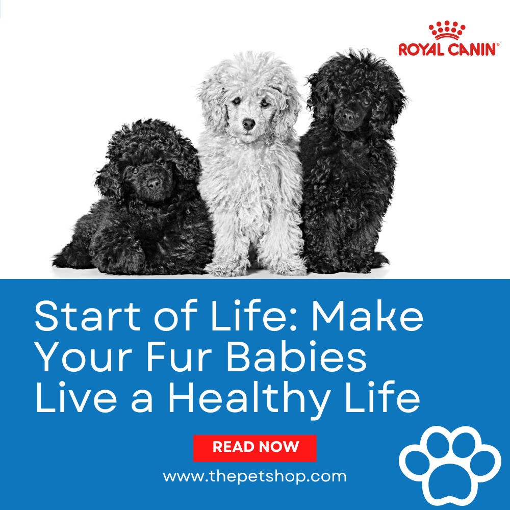 Start of Life: Make Your Fur Babies Live a Healthy Life