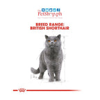Royal Canin British Shorthair SET 12  Wet  Adult  Cat Food Feline Breed Nutrition 140g