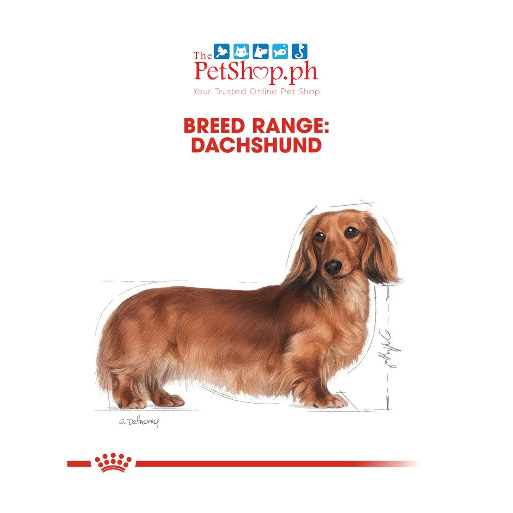 Royal Canin Dachshund 12's Adult  Pouch Wet