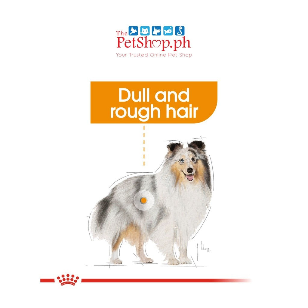Royal Canin Mini Coat Care Adult 3kg Dry Dog Food  Canine Care Nutrition Loaf