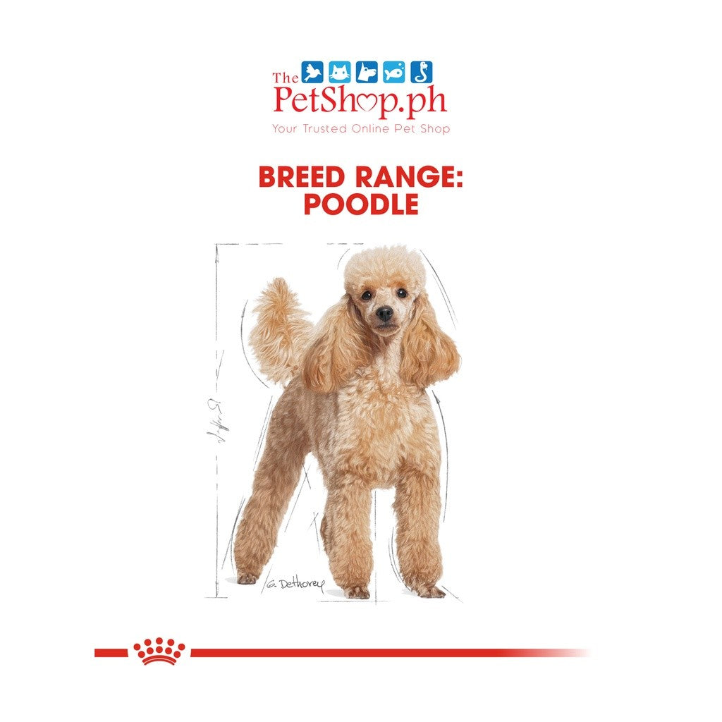 Royal Canin  Poodle Adult 12's Wet Dog Food Pouch  Breed Health Nutrition 12s