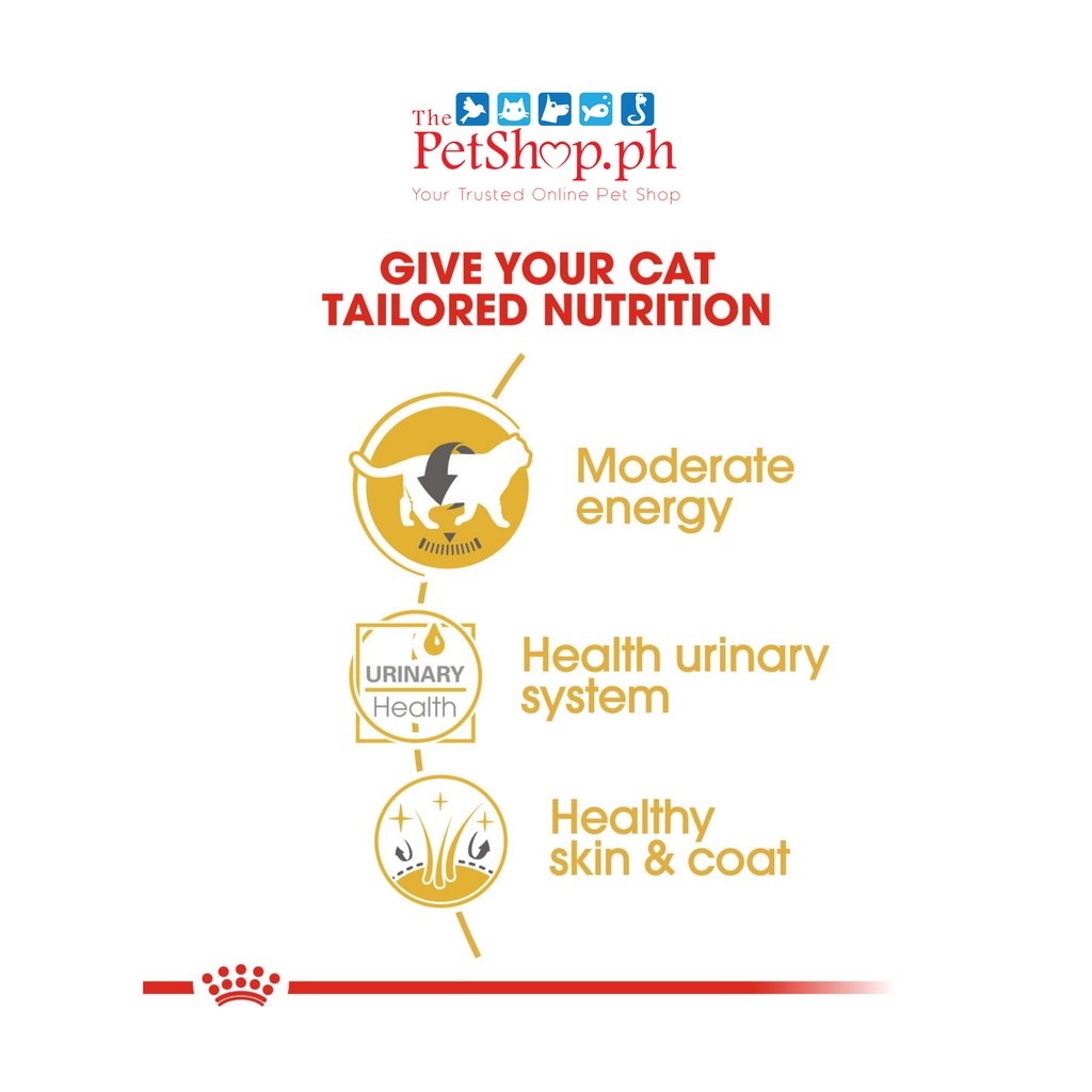 Royal Canin British Shorthair SET 12  Wet  Adult  Cat Food Feline Breed Nutrition 140g