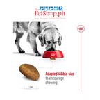 Royal Canin Maxi Adult 4kg Dry Dog Food Size Health Nutrition