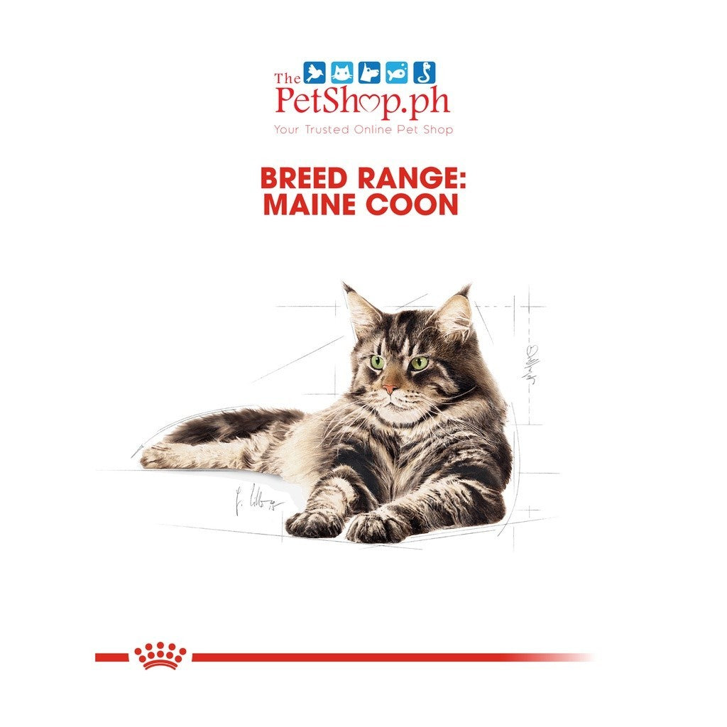 Royal Canin  Maine Coon 400g  Adult Dry Cat Food Feline Breed Nutrition - Royal Canin
